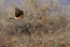 Northern Harrier flying, wings up, Bosque del Apache, New Mexico