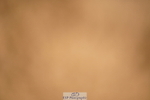 240317A-133718-06803