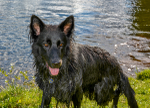 Jax