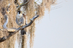Peregrine Falcon looks out from perch, Blue Cypress Lake, Florida