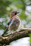 Juvenile Jay Portrait