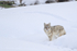 Coyote pauses at slope bottom, Yellowstone National Park
