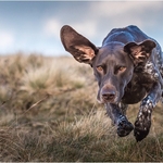 3rd= PDI-The Focused Pointer-Al Rees