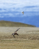 Great Skua & Arctic Tern, Jokulsarlon, Iceland
