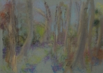 Bluebells and Beeches at Cuckney