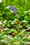 bluebell Hyacinthhoides non-scripta-8112
