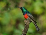 Greater Double-collared Sunbird