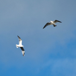 28th September Flying ...