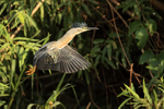 Striated Heron portfolio