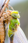 Newly emerged Emperor dragonfly