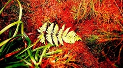 Colour Images portfolio