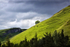 Tree Slope