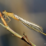 Scarce Blue-tailed Damselfly (Ischnura pumilio) F-imm aurantiaca