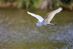 Great Egret flying, wings up - Venice Rookery, Florida