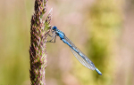 Male Common blue damselfly