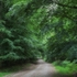 Shady Beech Path 1