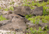 Gadwall