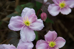 ACP_3406-1