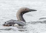 Black-throated Diver portfolio