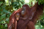 Wild orangutans (Pongo) Borneo_005
