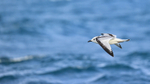 Juvenile Kittiwake flying, wings down, Snæfellsnes peninsula, Iceland