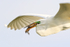 Flying Great Egret with fish, Viera Wetlands, Florida
