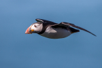 Puffin