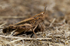 MADEIRAN GRASSHOPPER