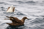 Shy Albatross portfolio