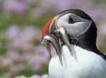 Puffen with Fish 8