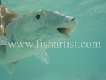 Bonefish Photo - Underwater Release.