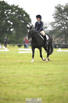 Dressage D70 portfolio
