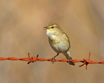 Willow Warbler - Phylloscopus trochilus