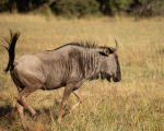 Africa-36