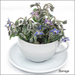 Borage