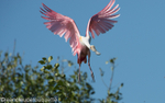 Roseate spoonbill