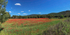 Poppy Field