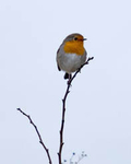 21st January Robin