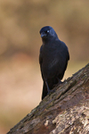 Jackdaw, Brownsea Island, Dorset