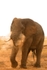_M7B0106 Amboseli