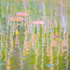 LILY PAD IMPRESSION - LONG POINT