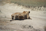 Lionness hunting