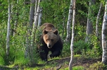 Brown Bear