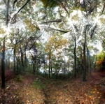 Fog - Walden Pond (Fall foliage)