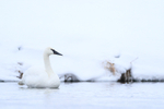 Trumpeter Swan in winter, Yellowstone National Park, Wyoming