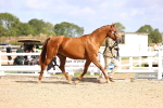 SBM_11494