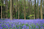 Bluebell Wood _S118