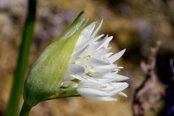 Wild Garlic