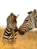 84Y1185 Amboseli