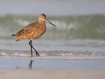 Marbled Godwit with wave behind, Fort De Soto Park, Florida